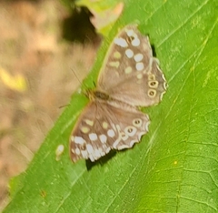 Pararge aegeria