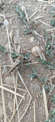 Acrotylus