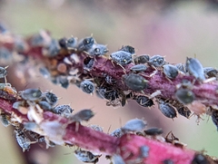 Aphis