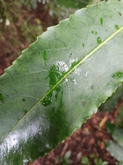 Anopterus macleayanus