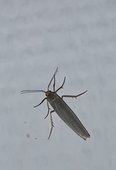 Eilema