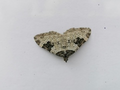 Xanthorhoe fluctuata