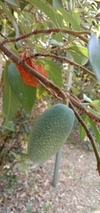 Ficus pumila awkeotsang