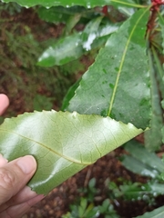 Anopterus macleayanus