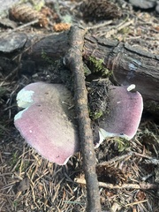 Russula xerampelina