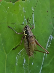 Roeseliana roeselii