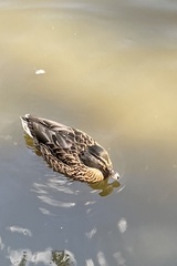 Anas platyrhynchos