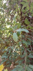 Ficus pumila awkeotsang
