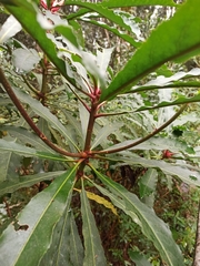 Anopterus macleayanus