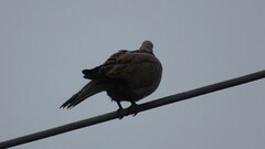 Streptopelia decaocto