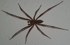 Eratigena atrica
