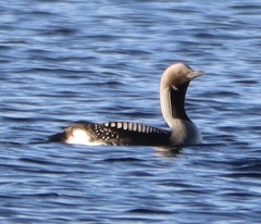 Gavia arctica