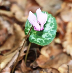 Cyclamen purpurascens