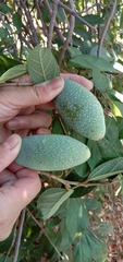 Ficus pumila awkeotsang