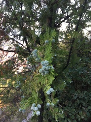 Platycladus orientalis