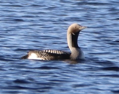 Gavia arctica