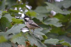 Periparus ater