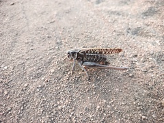 Decticus verrucivorus