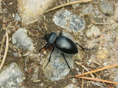 Carabus glabratus
