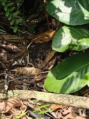 Dendrelaphis pictus
