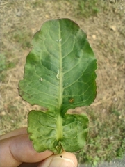 Rumex pulcher