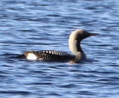 Gavia arctica