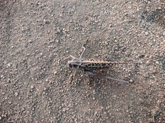 Decticus verrucivorus