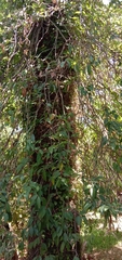 Ficus pumila awkeotsang