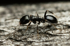 Ochetellus glaber