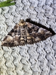 Aporoctena scierodes