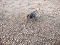 Decticus verrucivorus