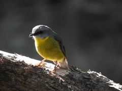 Eopsaltria australis