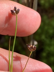 Juncus alpinoarticulatus