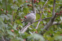 Aegithalos caudatus