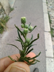 Erigeron bonariensis