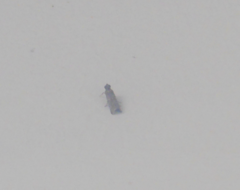 Lepidoptera
