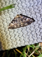 Aporoctena scierodes