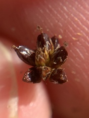 Juncus alpinoarticulatus