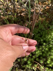 Juncus alpinoarticulatus