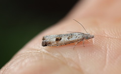 Spilonota constrictana