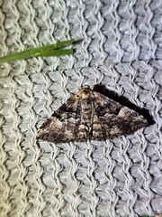 Aporoctena scierodes