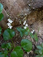 Holothrix parviflora