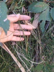 Equisetum ramosissimum