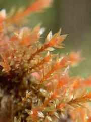 Ptychostomum