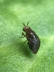 Steganopsis melanogaster