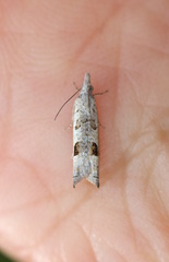 Spilonota constrictana