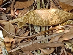 Dendrelaphis pictus