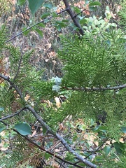 Platycladus orientalis