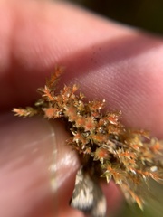 Ptychostomum