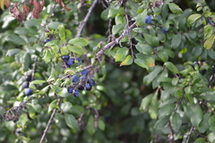 Prunus spinosa